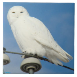 B50 Snowy Owl Tegeltje