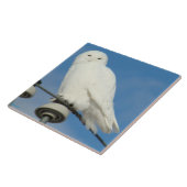 B50 Snowy Owl Tegeltje (Zijkant)