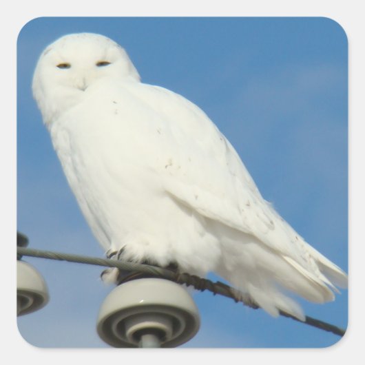 B50 Snowy Owl Vierkante Sticker (Voorkant)