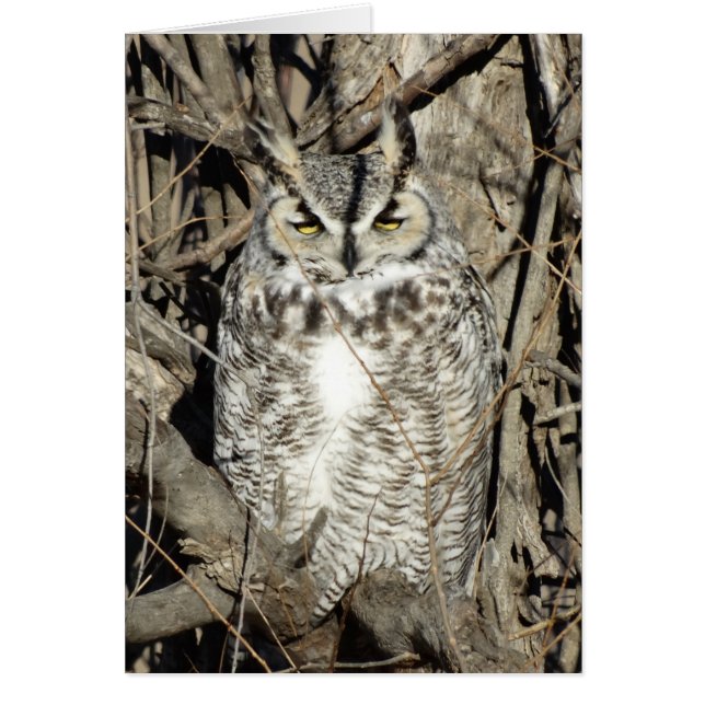B51 Great Horned Owl (Voorkant)