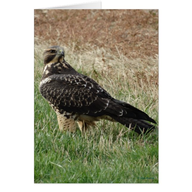 B52 Buse de Swainson (Devant)