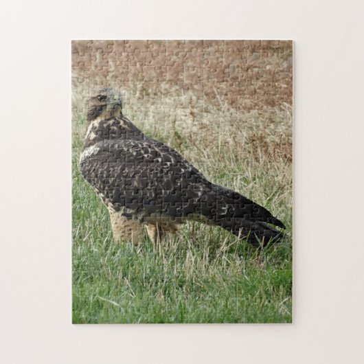 B52 Swainson's Buizerd Legpuzzel (Verticaal)