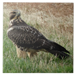 B52 Swainson's Hawk Tegeltje