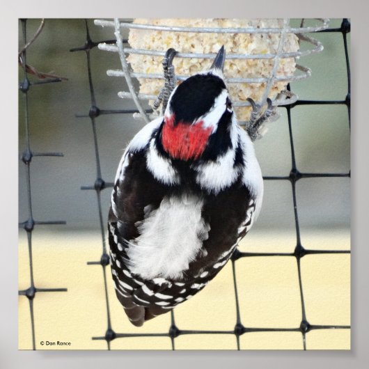B53 Downy Woodpecker Poster (Voorkant)