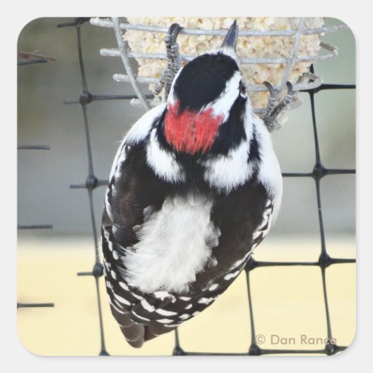 B53 Downy Woodpecker Vierkante Sticker (Voorkant)