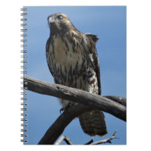 B54 Swainsons Buizerd