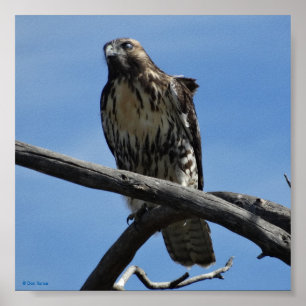 B54 Swainsons Buizerd Poster