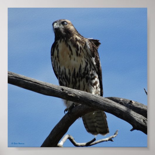B54 Swainsons Buizerd Poster (Voorkant)