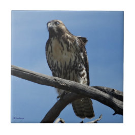 B54 Swainsons Buizerd Tegeltje