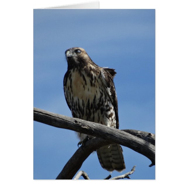 B54 Swainson's Hawk (Voorkant)