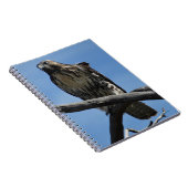 B54 Swainson's Hawk Notitieboek (Rechterzijde)