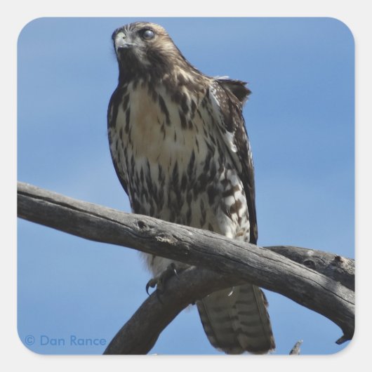 B54 Swainson's Hawk Vierkante Sticker (Voorkant)