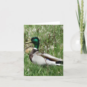 B55 de Mannetjeseend Greenhead van de Eend van de Feestdagen Kaart