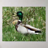 B55 Mallard Duck Drake Greenhead in de Grass Poster (Voorkant)