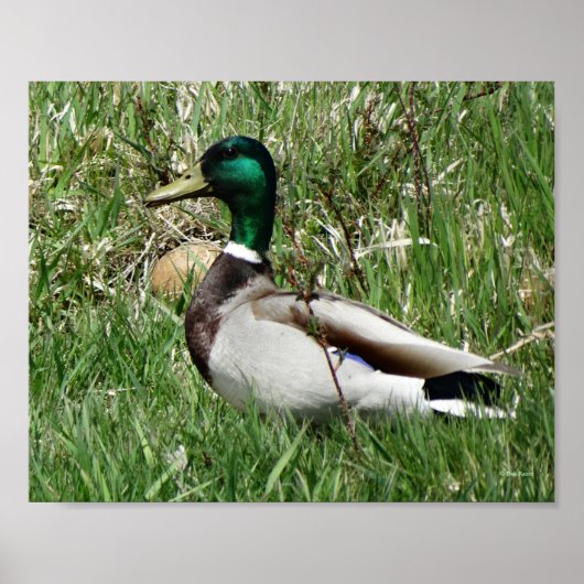 B55 Mallard Duck Drake Greenhead in de Grass Poster (Voorkant)