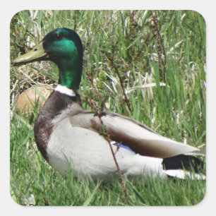 B55 Mallard Duck Drake Greenhead in de Grass Vierkante Sticker