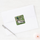 B55 Mallard Duck Drake Greenhead in de Grass Vierkante Sticker (Envelop)