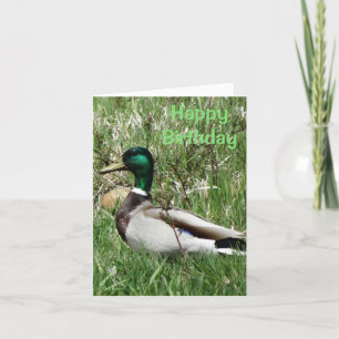 B55 Mallard Duck Drake Greenhead in the Grass Feestdagen Kaart