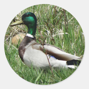 B55 Wilde Eend Woerd Groen Kop in het Gras Ronde Sticker
