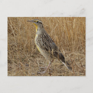 B57 Westelijke weideleeuwerik Briefkaart