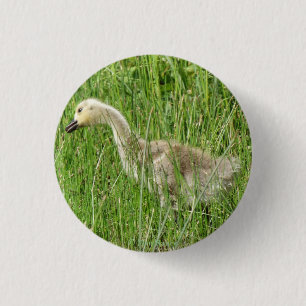 B58 Canadese gans Kuiken in het Gras Ronde Button 3,2 Cm