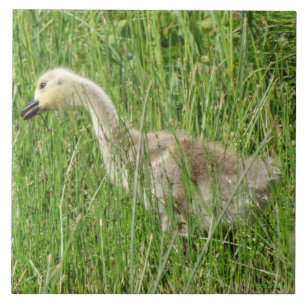 B58 Canadese gans Kuiken in het Gras Tegeltje