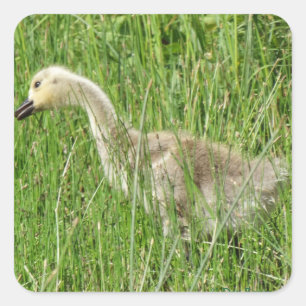 B58 Canadese gans Kuiken in het Gras Vierkante Sticker