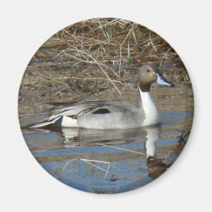 B5 Pintail Drake Magneet