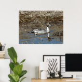 B5 Pintail Duck Drake Poster (Thuiskantoor)