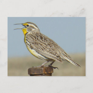 B6 Weideleeuwerik Briefkaart