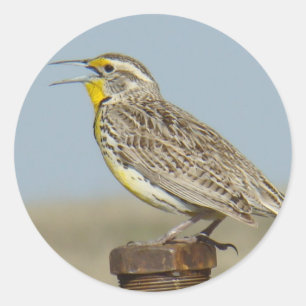B6 Westelijke Weideleeuwerik Ronde Sticker