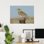 B6 Westerne meadowlark Poster (Thuiskantoor)