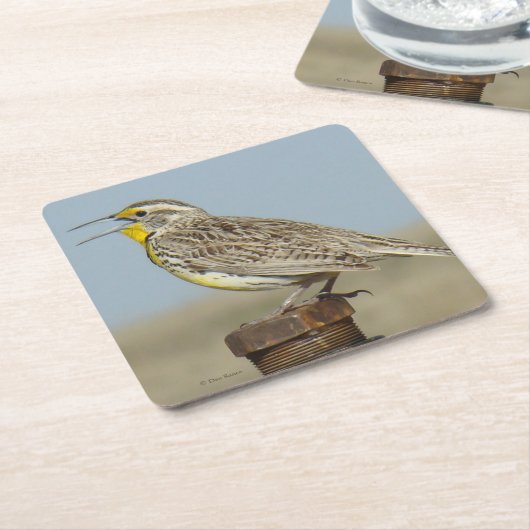 B6 Westerne meadowlark Vierkante Kartonnen Onderzetter (Schuin)