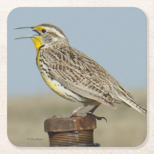 B6 Westerne meadowlark Vierkante Kartonnen Onderzetter (Voorkant)