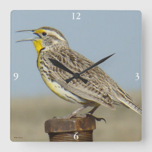 B6 Westerne meadowlark Vierkante Klok
