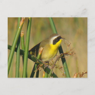 B9 Geelkeelzanger Briefkaart