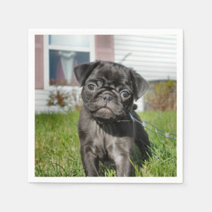 B;ack Pug pup Servet