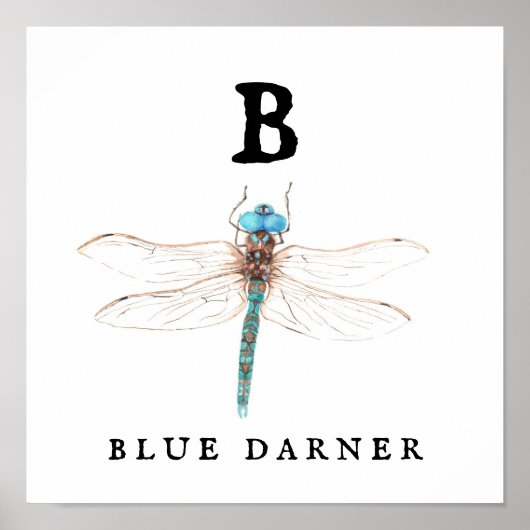 "B" Blue Darner Poster (Voorkant)