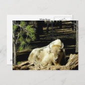 B E A R I Z O N A White Bison Briefkaart (Voorkant / Achterkant)
