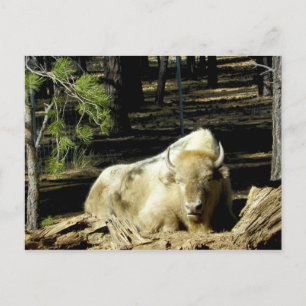 B E A R I Z O N A White Bison Briefkaart