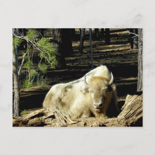 B E A R I Z O N A White Bison Briefkaart (Voorkant)
