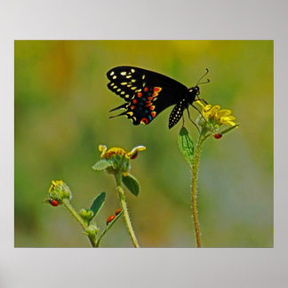 B-Fly en Ladybugs Poster