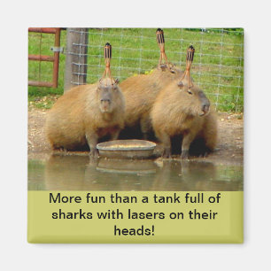 B - Humoureus Capybara Magnet Magneet