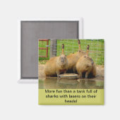 B - Magnet capybara humoristique (Recto/Verso)