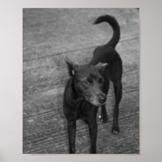 B&W - Aspin Poster (Voorkant)