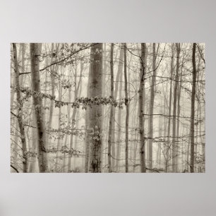 B&W bos met ochtendmist achter de bomen Poster