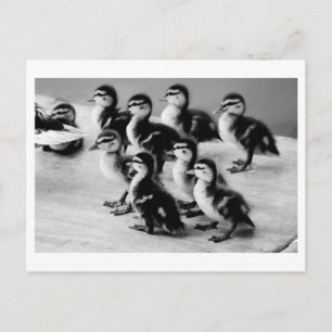 B&W-Briefkaart Briefkaart