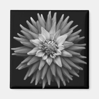 B & W Dahlia Magnet Magneet