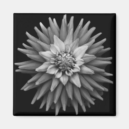 B & W Dahlia Magnet Magneet (Voorkant)