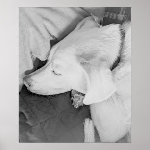 B & W Foto van Mooie Witte Hond Slapen Poster